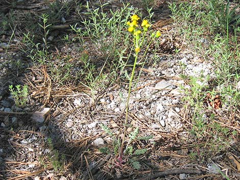 Lobeleaf Groundsel (Packera multilobata)