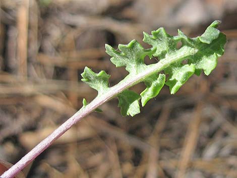 Lobeleaf Groundsel (Packera multilobata)