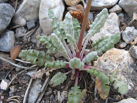 Lobeleaf Groundsel (Packera multilobata)