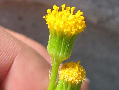 Lobeleaf Groundsel (Packera multilobata)