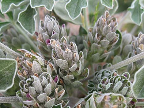 Indian breadroot (Pediomelum castoreum)