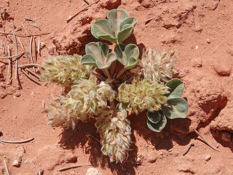 Indian breadroot (Pediomelum castoreum)