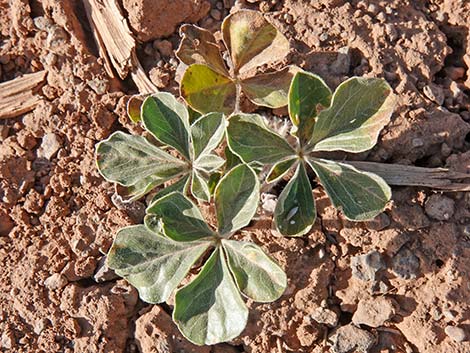 Indian breadroot (Pediomelum castoreum)