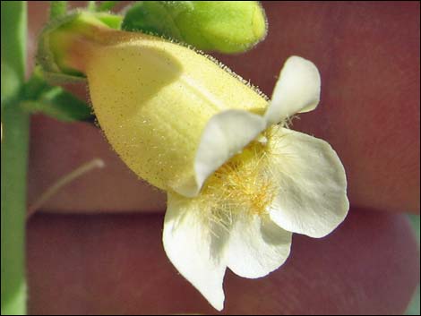 Yellow Pinto Beardtongue (Penstemon bicolor bicolor)