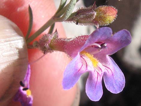 Siler's Penstemon (Penstemon linarioides ssp. sileri)