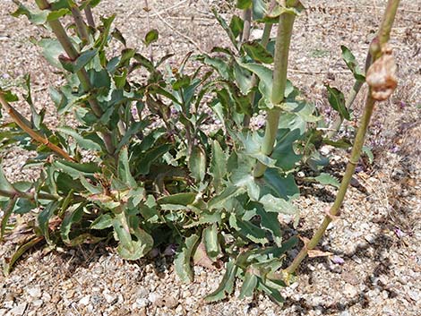 Palmer's Penstemon (Penstemon palmeri)