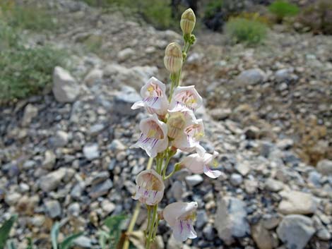 Palmer's Penstemon (Penstemon palmeri)