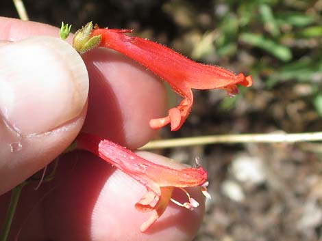 Bridge Penstemon (Penstemon rostriflorus)