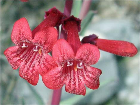 Utah Firecracker (Penstemon utahensis)