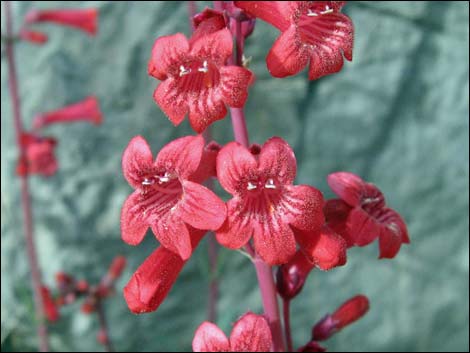 Utah Firecracker (Penstemon utahensis)