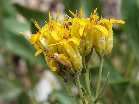 Rock Goldenrod (Petradoria pumila ssp. pumila)