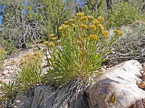 Rock Goldenrod (Petradoria pumila ssp. pumila)