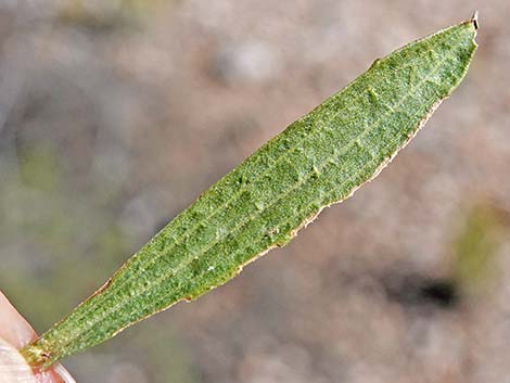 Rock Goldenrod (Petradoria pumila ssp. pumila)