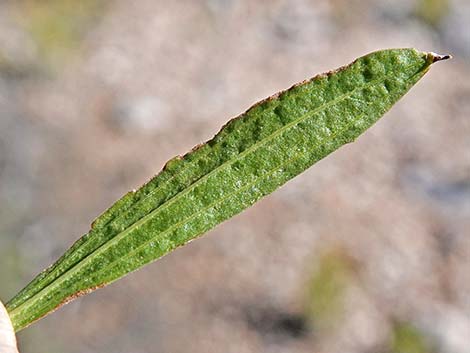 Rock Goldenrod (Petradoria pumila ssp. pumila)