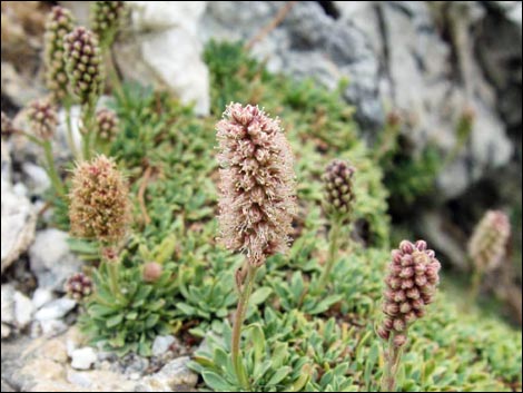 Mat Rockspirea (Petrophyton caespitosum)