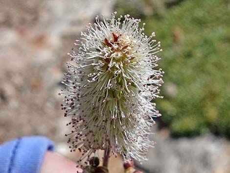 Mat Rockspirea (Petrophyton caespitosum)