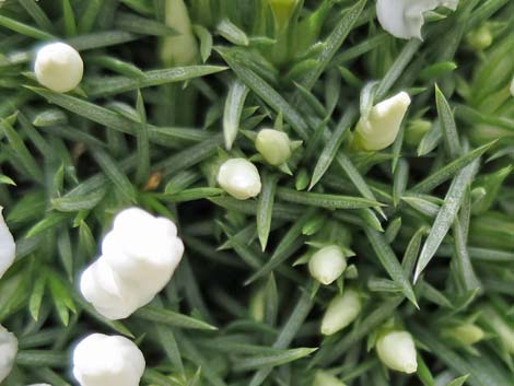 Mountain Phlox (Phlox austromontana)