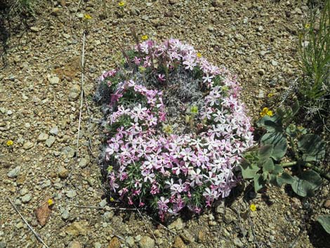 Mountain Phlox (Phlox austromontana)