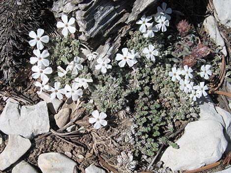 Dwarf Phlox (Phlox condensata)