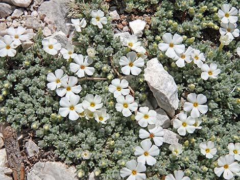 Dwarf Phlox (Phlox condensata)