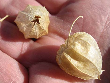 Yellow Nightshade Groundcherry (Physalis crassifolia)