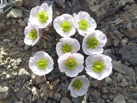 Anderson's Buttercup