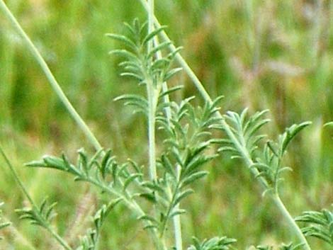 Upright Prairie Coneflower (Ratibida columnifera)