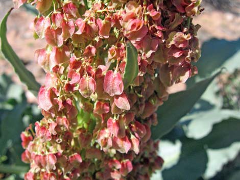 Wild Rhubarb (Rumex hymenosepalus)