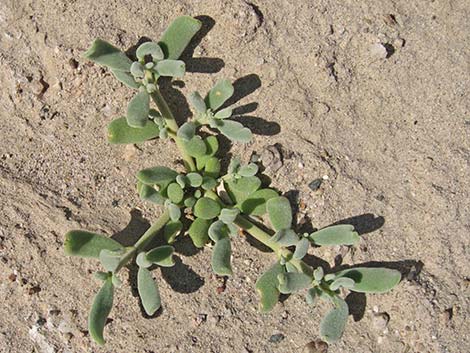 Sea Purslane (Sesuvium verrucosum)