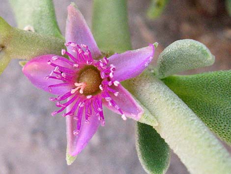 Sea Purslane (Sesuvium verrucosum)