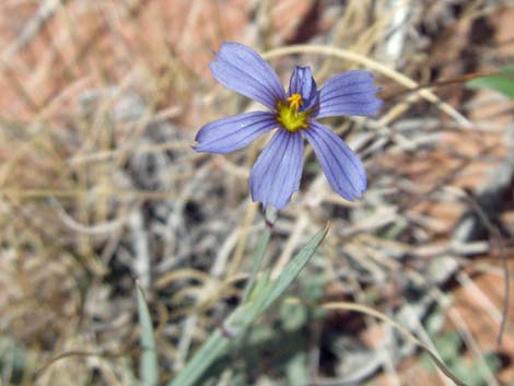 Stiff Blue-eyed Grass (Sisyrinchium demissum)