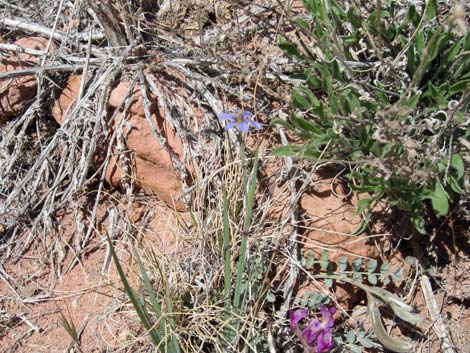 Stiff Blue-eyed Grass (Sisyrinchium demissum)