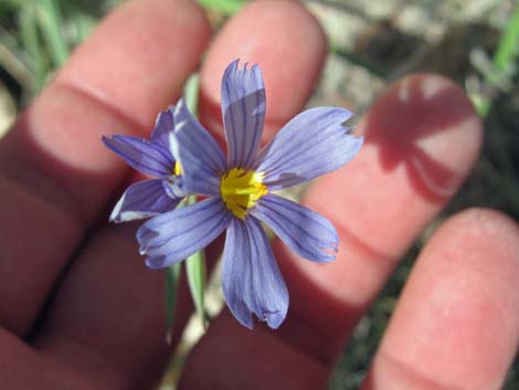 Stiff Blue-eyed Grass (Sisyrinchium demissum)