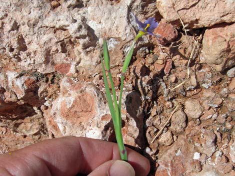 Stiff Blue-eyed Grass (Sisyrinchium demissum)