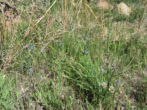 Stiff Blue-eyed Grass (Sisyrinchium demissum)