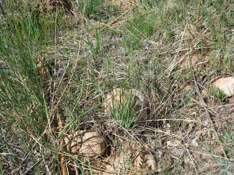 Stiff Blue-eyed Grass (Sisyrinchium demissum)