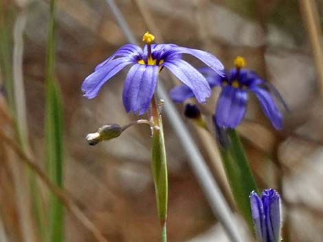 Stiff Blue-eyed Grass (Sisyrinchium demissum)