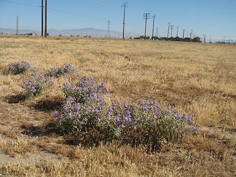 Silverleaf Nightshade (Solanum elaeagnifolium)