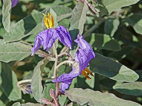 Silverleaf Nightshade (Solanum elaeagnifolium)