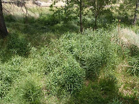 Nevada Goldenrod (Solidago spectabilis var spectabilis)