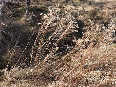 Nevada Goldenrod (Solidago spectabilis var spectabilis)