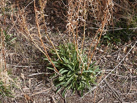 Nevada Goldenrod (Solidago spectabilis var spectabilis)