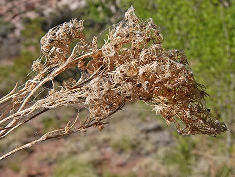 Nevada Goldenrod (Solidago spectabilis var spectabilis)