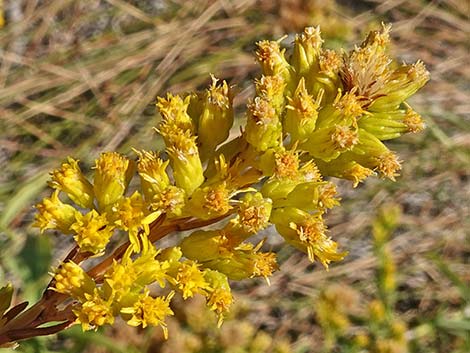 Nevada Goldenrod (Solidago spectabilis var spectabilis)