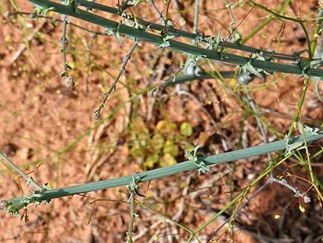 Small Wirelettuce (Stephanomeria exigua)