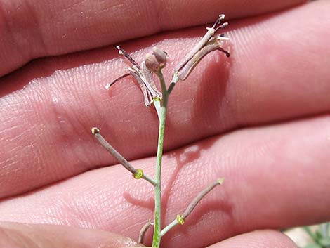 Heartleaf Twistflower (Streptanthus cordatus)