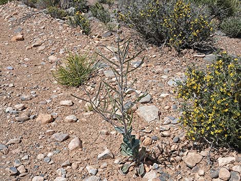 Heartleaf Twistflower (Streptanthus cordatus)