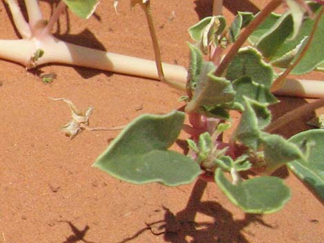 Smallflower Sandverbena (Tripterocalyx micranthus)