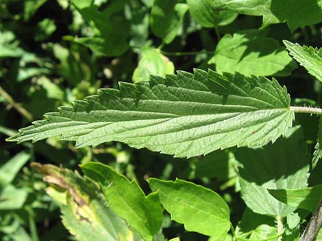 Stinging Nettle (Urtica dioica spp. holosericea)