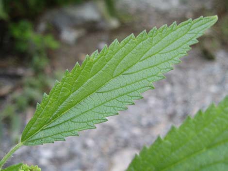 Stinging Nettle (Urtica dioica spp. holosericea)